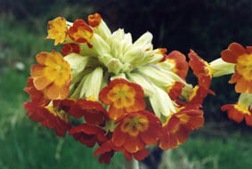 Primula veris x eliator